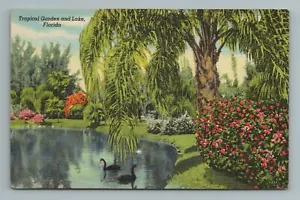 Tropical Garden and Lake, Sarasota Jungle Gardens, Florida Postcard - Picture 1 of 2