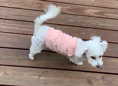 Dog T Shirt With Sparkle Gold Flamingos On Salmon Color fits 11 to 15 lbs - Image 1 of 4