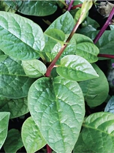 100 Bangladesi Seeds Hybrid RED PohiShak MalabarSpinach Palong Basella Climbing - Picture 1 of 2