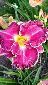 Marietta Heartbeat - Daylily Live Plant 2 Fans Perennial Flower - Picture 1 of 2