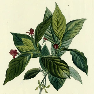 Rare 1801 REDOUTÉ Folio Engraving for Duhamel du Monceau, LONICERA (Honeysuckle) - Picture 1 of 7