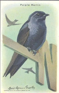 Church & Dwight - Useful Birds of America, 9th Series - 14 - Purple Martin - Picture 1 of 1