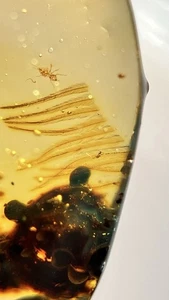 Fossil amber Insect Burmese burmite Cretaceous Feathers Insect Myanmar - Picture 1 of 10