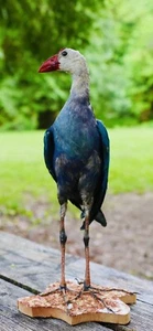 HA47 Grey Headed Swamphen (Porphyrio Poliocephalus) Bird Mount Taxidermy - Picture 1 of 14
