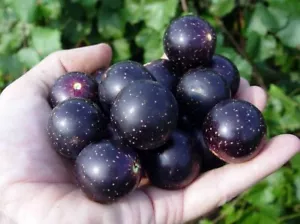 Muscadine grape vitis rotundifolia delicious and easy to grow 1 plant - Picture 1 of 3