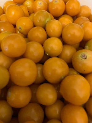 Physalis 200+ Samen : Andenbeere, Saatgut, Samenfest - Bild 1 von 4