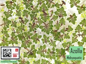 Azolla duckweed - Beginner Live Aquarium Plant Shrimp Fish Tank Aquascape - Picture 1 of 3