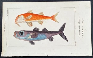 Turpin 1816 antiker handkolorierter Druck: Bulls-Eye & rote Meeräsche, Meeresleben, Fische - Bild 1 von 2
