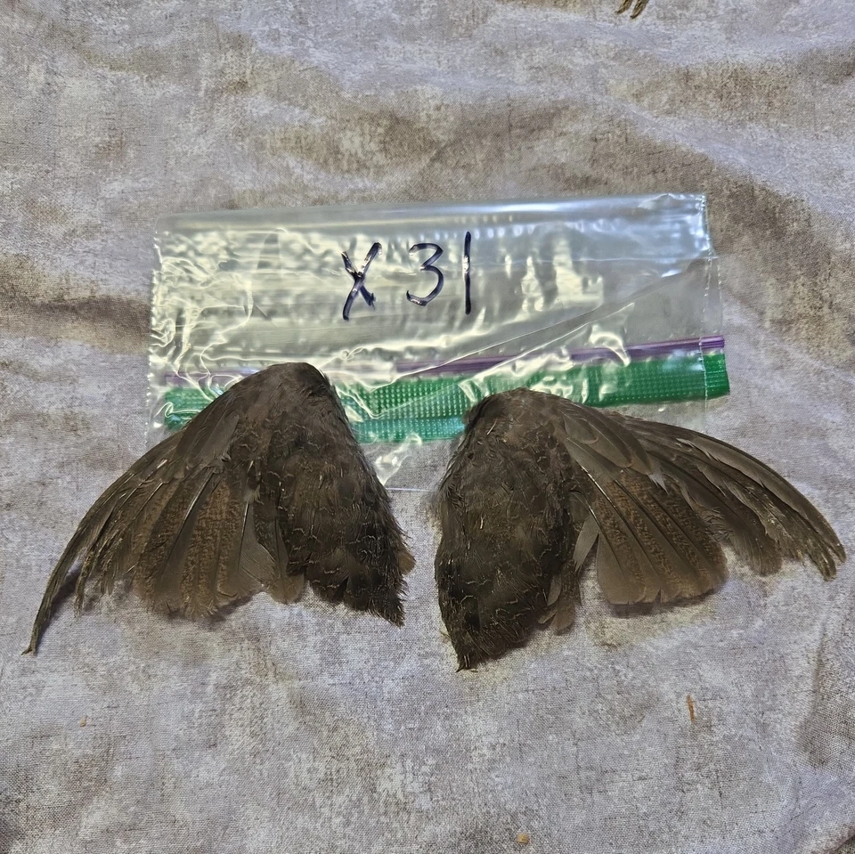 1 комплект перепелиных крыльев - x31 - Изображение 1 из 1