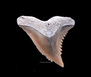 Fine Lee Creek  HEMIPRISTIS Fossil Shark Tooth .95”   2104 - Picture 1 of 2