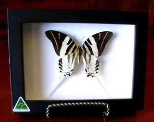 BEAUTIFUL ANDROCLES BUTTERFLY - Picture 1 of 4