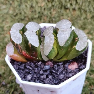 Haworthia Truncata Hiroshige Variegated display in 7.5cm pot succulent - Picture 1 of 7