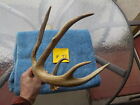 PRETTY 60"+ 5 PT  SHED WHITETAIL DEER ANTLER HORN CRAFT DOG CHEWS TAXIDERMY 71