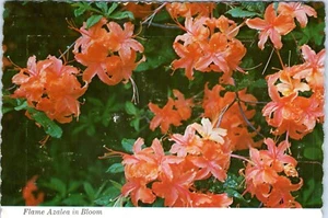 Flame Azalea in Bloom in the Great Smokey Mountains National Park Postcard - Picture 1 of 2