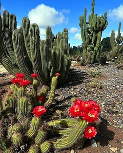20 Red Torch Flowering Cactus Cacti Seeds "Desert's Blooming Jewel" RARE - Picture 1 of 16