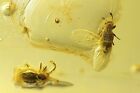 Dwa chrząszcze Rove Staphylinidae Pselaphinae Ukraiński Rowno bursztyn #9601R