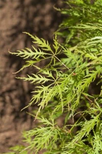 Acer palmatum 'Dissectum Viridis', Grüner Schlitzahorn, 40–60 cm - Bild 1 von 4