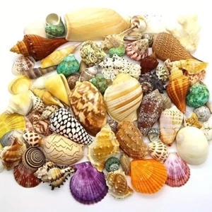 Natural Shell Conch Starfish Fish Tank Aquascape Decoration DIY Crafts - Picture 1 of 2