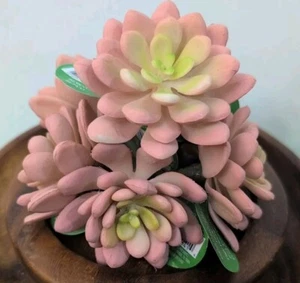 Artificial Pink Succulents Echeveria (6) Picks Spring - Picture 1 of 6
