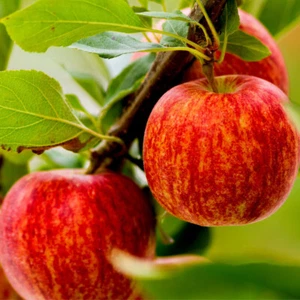 Dwarf Patio Gala Apple Tree, Miniature Self-Fertile in 6L Pot Sweet Flavour - Picture 1 of 2