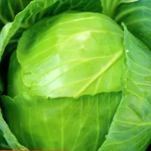 Kohl Kohlsamen Weisskohl Weißkraut Gemüsekohl Gemüse Kraut früh 200 Samen Nr.150 - Bild 1 von 1