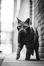 Black and White Photo of Cat Walking on Street Art Wall Decor - POSTER 20x30