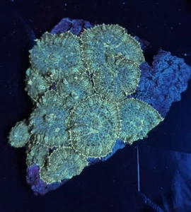 MPC Rhodactis Mushroom 10+ WYSIWYG Mushroom Soft Coral - High Voltage Corals - Picture 1 of 2