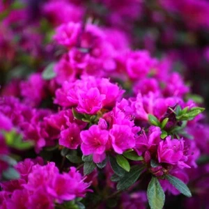 Japanische Azalee GEISHA PINK, 20-30 cm im Topf - Bild 1 von 8