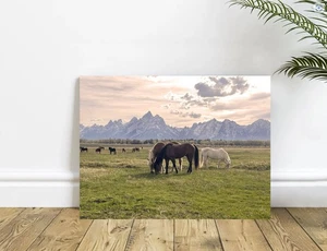 Wild Horses in the Grand Tetons Wyoming Mustang Photography - Picture 1 of 4