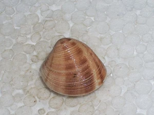 CHAMELEA STRIATULA AMAZING BANDED - Bild 1 von 2