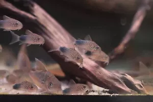 3 Pack Smudge Spot/Violet Corydora - Picture 1 of 2