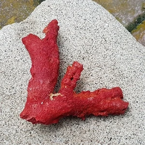 Piedra preciosa suelta de coral rama áspera sin pulir de coral rojo 100 % natural #3 - Imagen 1 de 8