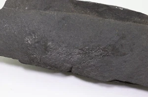 Pesce, Palaeoniscum freieslebi, Perm, ardesia di rame, vita di ghiaccio, Repubblica Federale Tedesca -f223 - Foto 1 di 4