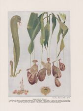 Fleischfressende Pflanzen Karnivoren KUNSTDRUCK von 1912 Carnivorous plant