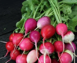 Color Mix "Fiesta" Radish seeds-5 gram pack - Plant late summer into Autumn - Picture 1 of 3