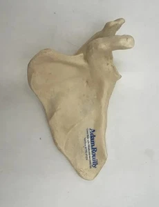 Somso QS18 Scapula Bone Anatomical Model Life Size Realistic QS 18 - Picture 1 of 2