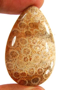 38.50 Ct Natural Fossil Coral Loose Gemstone Cabochon Wire Wrapping Stone- 63030 - Picture 1 of 5