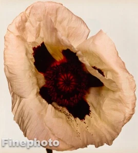 1980s Vintage IRVING PENN Botanical White Poppy Flower KROMEKOTE Photo Engraving - Picture 1 of 1