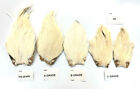 Cock Neck Feathers, White Cream Colours for Fly tying, Arts, Craft, All Grades