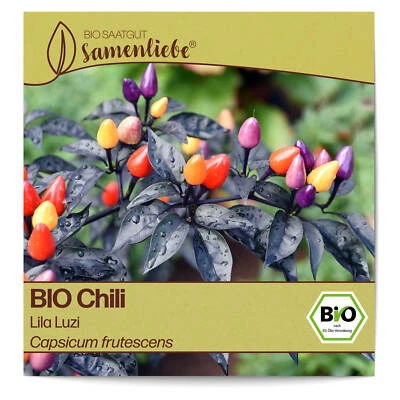 BIO Chili Samen Lila Luzi Capsicum frutescens Chili Saatgut - Bild 1 von 4