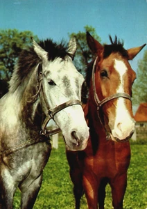 Portrait of Two Beautiful Horses Vintage Postcard BP10 - Picture 1 of 2