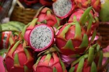 25 graines de Pitaya blanc / méthode BIO - 25 seeds of white dragon fruit - RARE
