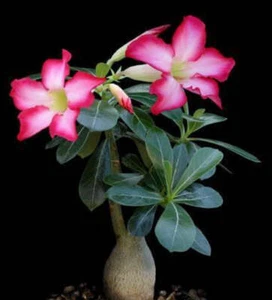 Adenium obesum - - Rosa del Deserto - Picture 1 of 3