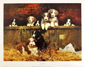 David Shepherd ""Muffins Collie Barbudo Cachorros"" Perro Marrón Estampado de Bellas Artes - Imagen 1 de 2