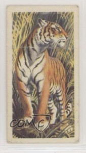 1962 Brooke Bond Asian Wild Life Tea Tiger #11 0e3