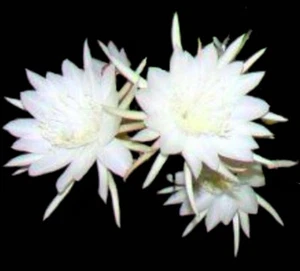 Epiphyllum Pumilum ROOTED 12" - Picture 1 of 6