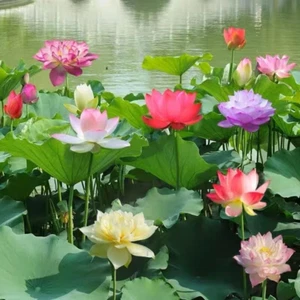 20 Bonsai Bowl Lotus Seeds (Mixed Color) - Water Lily Flower Plant - Finest Viab - Picture 1 of 8