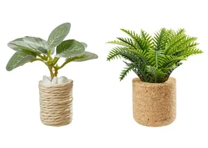 HobbyFun Plantas de Interior Miniatura Set 2 Piezas 5.5 a 6.5 cm Plantas Decorativas - Imagen 1 de 3