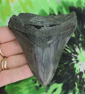 Megalodon Sharks Tooth 3 3/4" inch NO RESTORATIONS fossil sharks teeth tooth