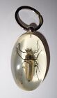 Insect Large Key Ring Grey Trictenotomid Beetle Specimen Sk83 Amber Clear
